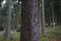 Tại sao thân cây có hình trụ tròn?