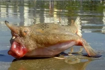 Độc lạ những loài cá thích đi bộ trên cạn