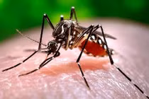 4 giai đoạn phát triển của bệnh sốt xuất huyết Dengue
