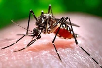 4 giai đoạn phát triển của bệnh sốt xuất huyết Dengue