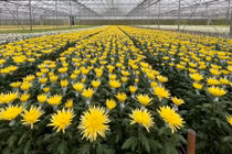 Giá hoa bắt đầu tăng nhẹ cận Tết Nguyên Đán 2023