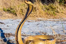 Phát hiện rắn hổ mang dài 1,5m trong buồng lái, máy bay hạ cánh khẩn cấp