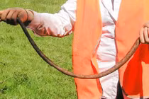 Những khám phá thú vị về loài giun đất không phải ai cũng biết