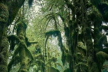 Ngắm khu rừng được mệnh danh là "tuyệt vời, tráng lệ, hư ảo".