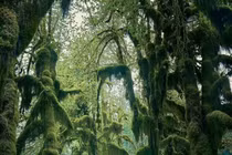 Ngắm khu rừng được mệnh danh là "tuyệt vời, tráng lệ, hư ảo".