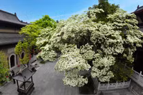 Ngắm cây cổ thụ 830 tuổi được mệnh danh "đẹp nhất" Trung Quốc