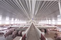 Giá heo hơi hôm nay 4/1/2023: Thị trường 3 miền thế nào?