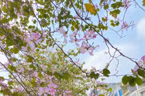 Hà Nội: Những con đường ngập tràn sắc hoa đẹp mê lòng người.