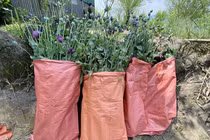 Bắt giữ một phụ nữ trồng gần 2.000 cây thuốc phiện