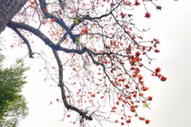 Mê mẩn sắc đỏ hoa gạo Hồ Gươm