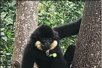 Vượn đen má hung quý hiếm được thấy ở Đà Nẵng