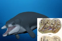 Pharaoh - Cá voi quái vật hiện hình giữa sa mạc Ai Cập