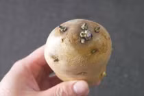 Mẹo tận dụng khoai tây mọc mầm hữu ích, tiết kiệm