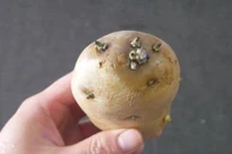 Mẹo tận dụng khoai tây mọc mầm hữu ích, tiết kiệm