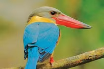 Sững sờ 10 loài chim có tên gọi độc lạ nhất Việt Nam