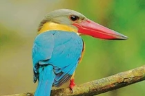 Sững sờ 10 loài chim có tên gọi độc lạ nhất Việt Nam