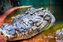 Đang tắm, bé gái 5 tuổi bị cá sấu lôi tuột xuống hồ
