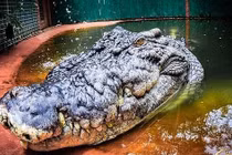 Đang tắm, bé gái 5 tuổi bị cá sấu lôi tuột xuống hồ