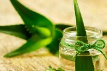 Loài hoa mỗi khi nở là gia chủ phát tài, tiền đếm mỏi tay 