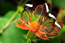 Mê mẩn vẻ đẹp của loài bướm được mệnh danh “cánh gương bay” 