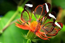 Mê mẩn vẻ đẹp của loài bướm được mệnh danh “cánh gương bay” 