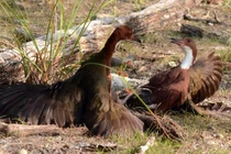 Loài chim ngỡ tuyệt chủng hơn vạn năm bất ngờ "tái sinh" kỳ diệu 