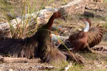 Loài chim ngỡ tuyệt chủng hơn vạn năm bất ngờ "tái sinh" kỳ diệu 