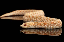 4 loài rắn cực lành nuôi làm thú cưng hot trend năm Tỵ