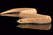 4 loài rắn cực lành nuôi làm thú cưng hot trend năm Tỵ