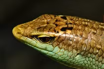 Đắt giá loài 'rắn 4 chân' hiền khô nhút nhát, có tiền cũng khó mua