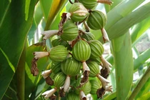 Cận cảnh loại gia vị đắt đỏ top 3 thế giới