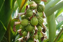 Cận cảnh loại gia vị đắt đỏ top 3 thế giới