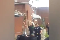 Hoảng hồn phát hiện “quái thú” dài 5,5 mét xuất hiện trên mái nhà