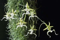 Loài hoa quý hiếm nhất thế giới, tên gọi đầy “ma mị” 