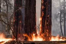 Chồi cây cổ thụ 2.000 tuổi mọc lên sau trận cháy rừng