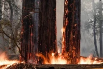 Chồi cây cổ thụ 2.000 tuổi mọc lên sau trận cháy rừng