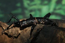 Cận cảnh loài vật nghi tuyệt chủng hơn 100 năm bỗng “hồi sinh” ngoạn mục