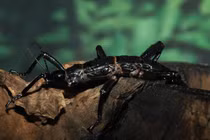 Cận cảnh loài vật nghi tuyệt chủng hơn 100 năm bỗng “hồi sinh” ngoạn mục