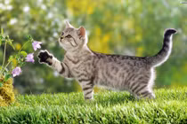 Tuần mới (25/12 - 31/12): 3 con giáp này đột phá cực lớn 