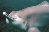 Cận cảnh 8 loài động vật vô giá của nhân loại