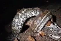 Nghe tiếng động lạ, gia chủ sững sờ thấy trăn "khủng" đang cuốn chặt con mồi