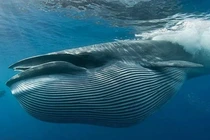 Cá Ông khoảng 300 kg cực quý trôi dạt vào bờ biển Trà Vinh