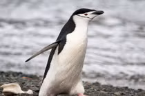 Kỳ lạ loài chim ngủ hơn 10.000 lần mỗi ngày, mỗi lần chỉ... 4 giây