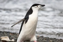 Kỳ lạ loài chim ngủ hơn 10.000 lần mỗi ngày, mỗi lần chỉ... 4 giây