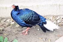 Mê mẩn loài gà điệu đà nhất hành tinh 