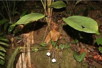 Cận cảnh loài cây mới phát hiện ở Việt Nam