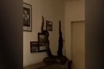 Nghe tiếng động lớn, kiểm tra hoảng hồn thấy “quái thú” khổng lồ trong phòng ăn 