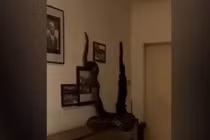 Nghe tiếng động lớn, kiểm tra hoảng hồn thấy “quái thú” khổng lồ trong phòng ăn 