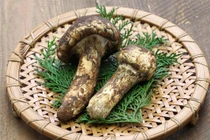 Cận cảnh loại nấm gần 50 triệu/kg, nhà giàu đổ xô săn lùng