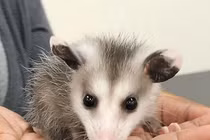 Nghe tiếng động lạ, tá hỏa thấy “quái thú” trong cây thông Noel